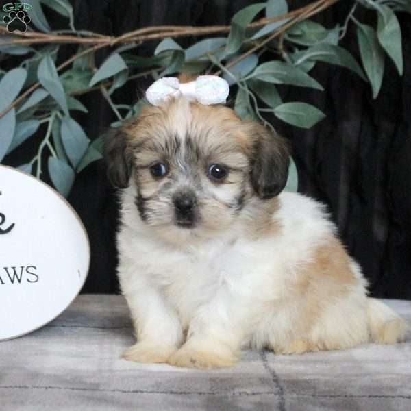 Riley, Teddy Bear Puppy