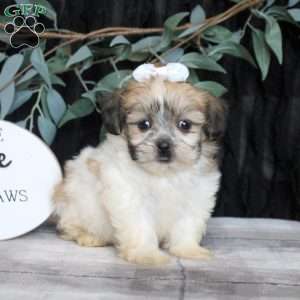 Riley, Teddy Bear Puppy