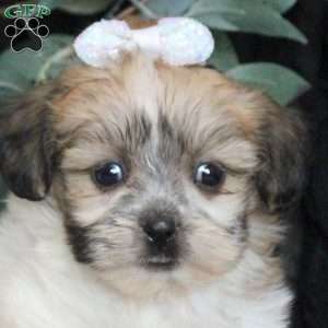 Riley, Teddy Bear Puppy
