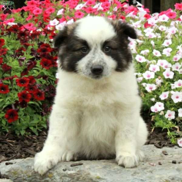 Riley, American Eskimo Mix Puppy