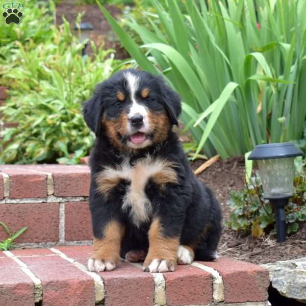 Riley, Bernese Mountain Dog Puppy