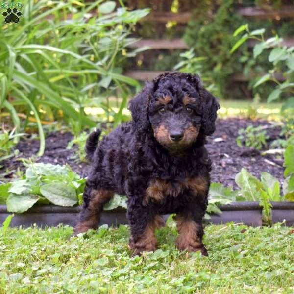 Riley, Miniature Poodle Mix Puppy