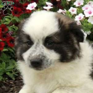 Riley, American Eskimo Mix Puppy