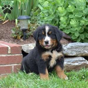 Riley, Bernese Mountain Dog Puppy
