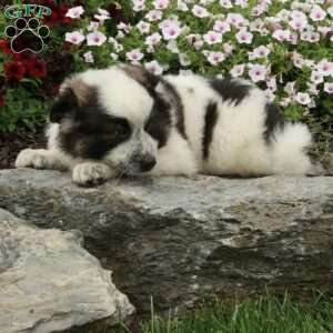 Riley, American Eskimo Mix Puppy