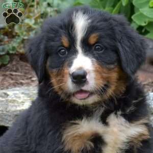 Riley, Bernese Mountain Dog Puppy