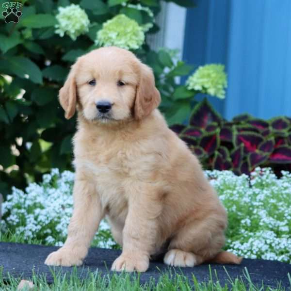 Riley, Goldendoodle Puppy