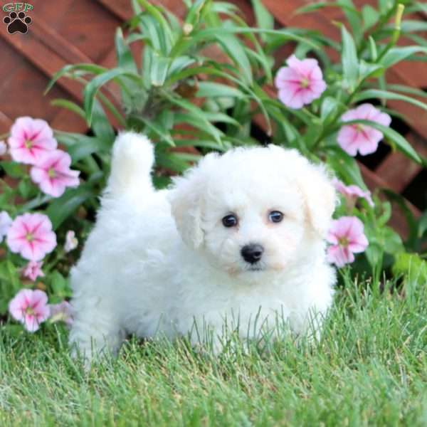 Riley, Bichon Frise Puppy