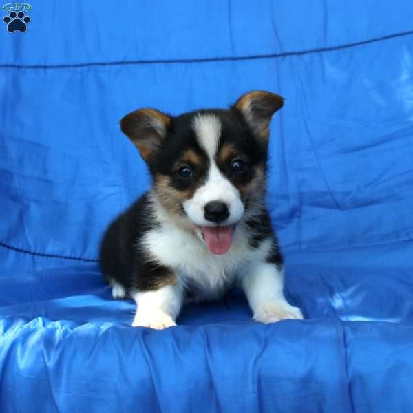 Riley, Pembroke Welsh Corgi Puppy