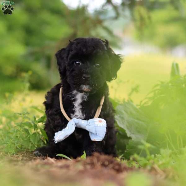 Riley, Havapoo Puppy