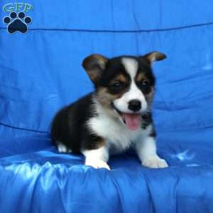 Riley, Pembroke Welsh Corgi Puppy