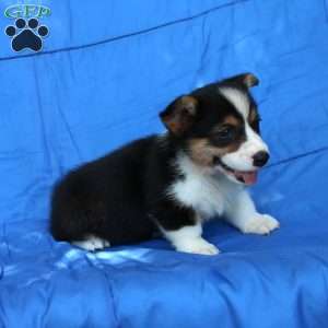 Riley, Pembroke Welsh Corgi Puppy