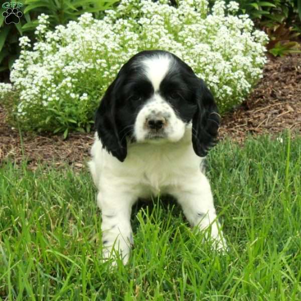 Rio, Cocker Spaniel Puppy