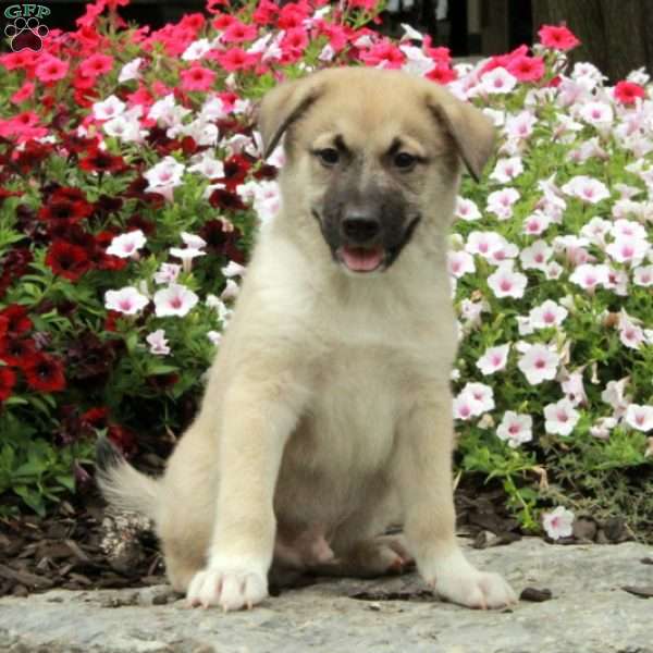 Rio, American Eskimo Mix Puppy