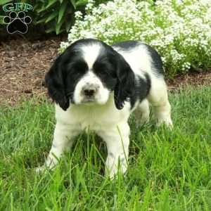 Rio, Cocker Spaniel Puppy