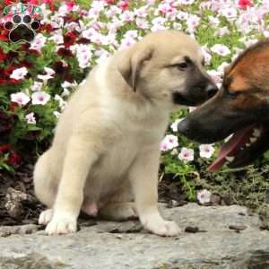 Rio, American Eskimo Mix Puppy