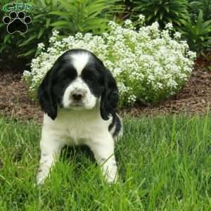 Rio, Cocker Spaniel Puppy