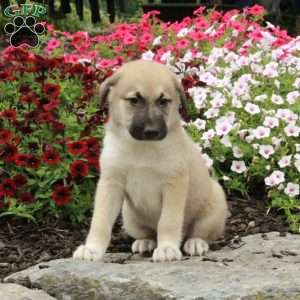 Rio, American Eskimo Mix Puppy