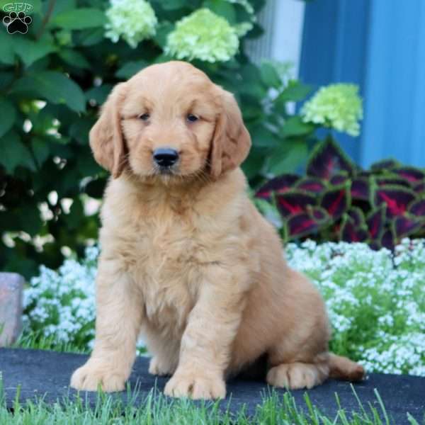 Ripple, Goldendoodle Puppy