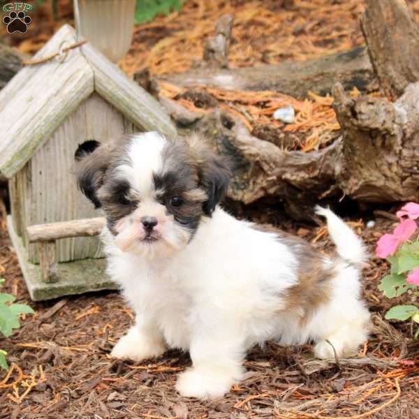 Rita, Shih Tzu Puppy