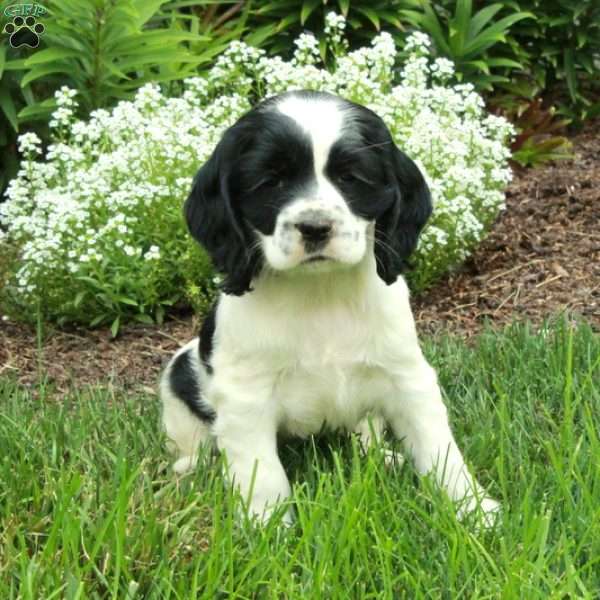 Rita, Cocker Spaniel Puppy