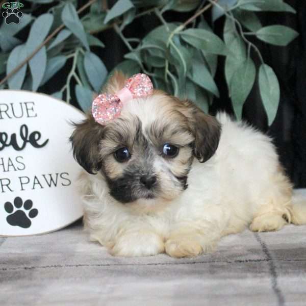 Rita, Teddy Bear Puppy
