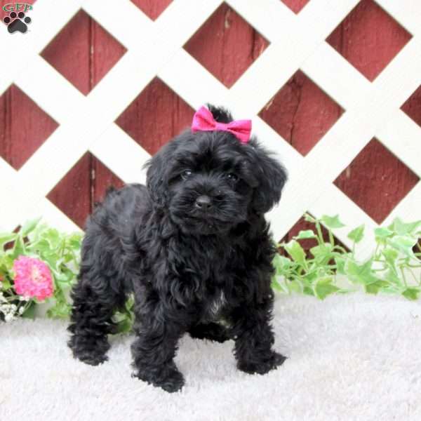 Rita, Yorkie Poo Puppy