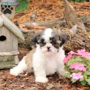 Rita, Shih Tzu Puppy