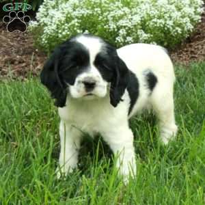 Rita, Cocker Spaniel Puppy