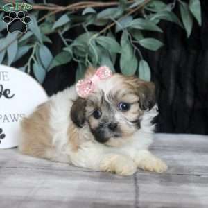 Rita, Teddy Bear Puppy