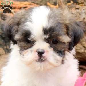 Rita, Shih Tzu Puppy