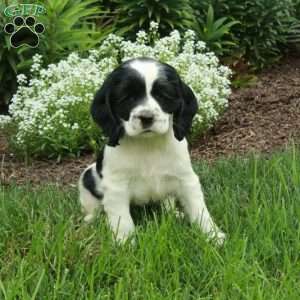 Rita, Cocker Spaniel Puppy