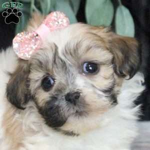 Rita, Teddy Bear Puppy