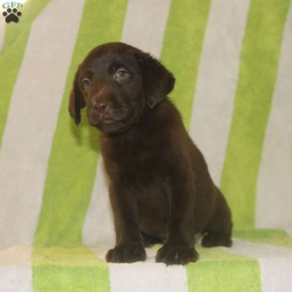 Rita, Chocolate Labrador Retriever Puppy