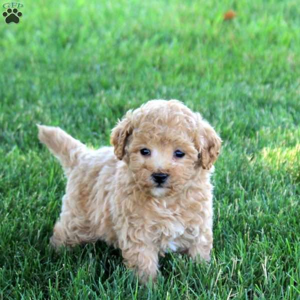 Ritz, Bich-Poo Puppy