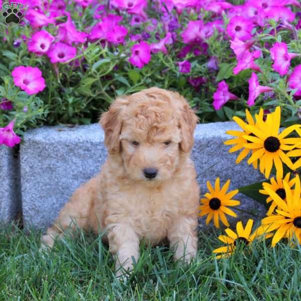 River, Mini Goldendoodle Puppy