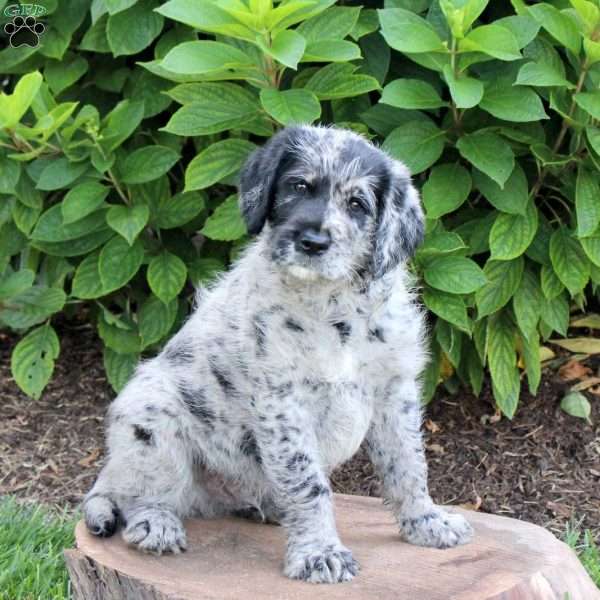 River, Labradoodle Puppy