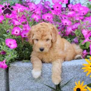 River, Mini Goldendoodle Puppy