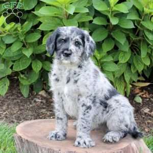 River, Labradoodle Puppy