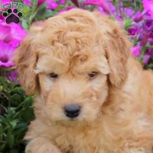 River, Mini Goldendoodle Puppy