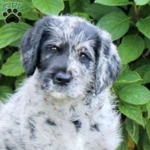 River, Labradoodle Puppy
