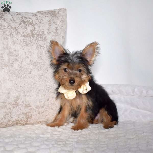 Robert, Yorkie Puppy