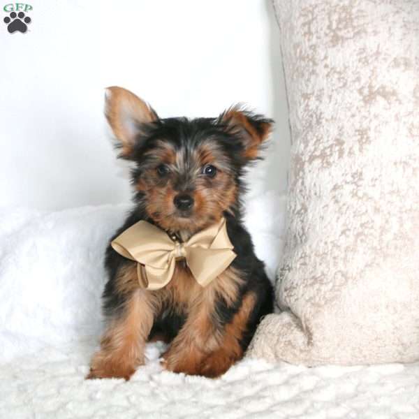 Robert, Yorkie Puppy