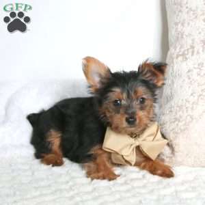 Robert, Yorkie Puppy