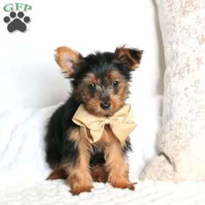 Robert, Yorkie Puppy