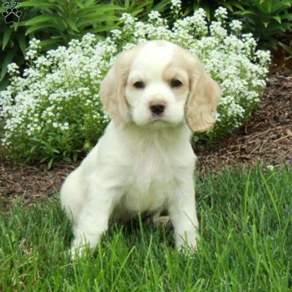 Rocco, Cocker Spaniel Puppy