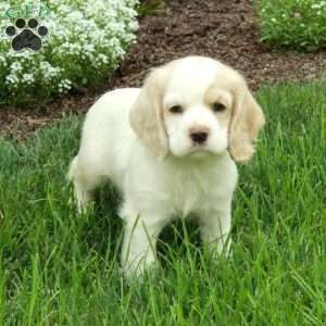 Rocco, Cocker Spaniel Puppy