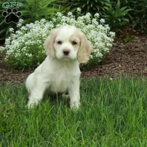 Rocco, Cocker Spaniel Puppy