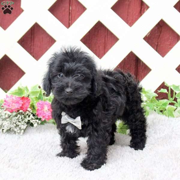 Rocket, Yorkie Poo Puppy