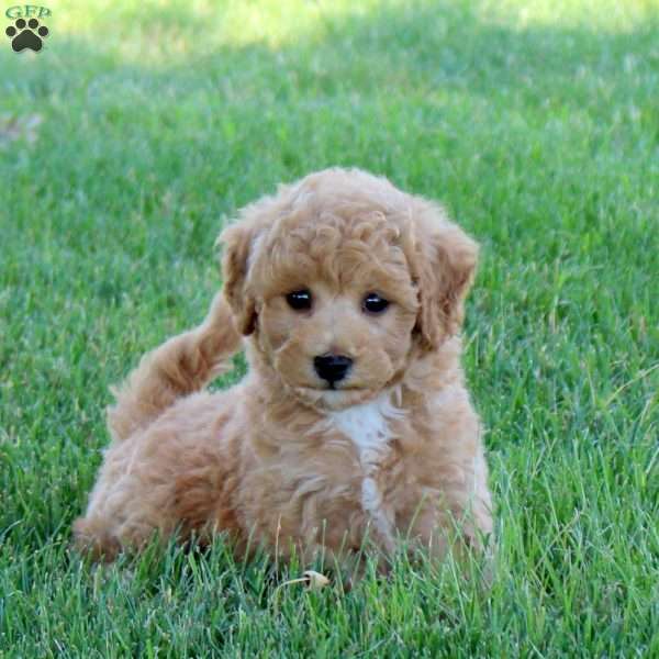 Rocky, Bich-Poo Puppy